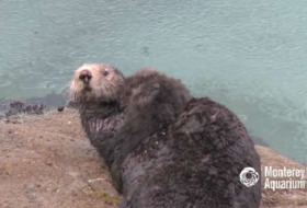 Rare video shows wild sea otter giving birth